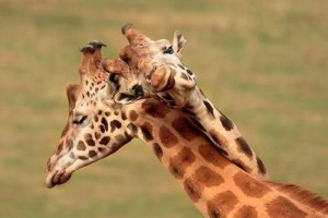 bacio-giraffe